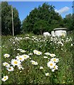 Wild Flowers at Abbey Meadows