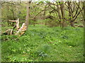 Coastal woodland, St Loy