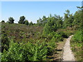 Footpath on Heyshott Common