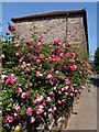 Roses, Galmpton