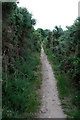 Path through tall gorse