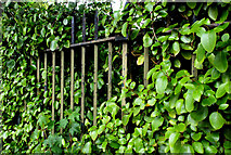 J3372 : Fence and hedge, Botanic Gardens, Belfast by Albert Bridge
