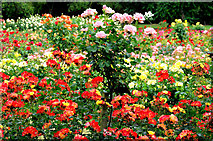 J3372 : Roses, Botanic Gardens, Belfast by Albert Bridge