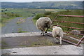 Sheep crossing a cattlegrid