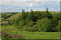 Mixed woodland near Dolddigus