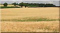 Barley, Millfield