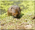 TQ3643 : Water Vole at the British Wildlife Centre, Newchapel, Surrey by Peter Trimming