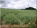 Beanfield near Ashbeer