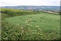 Beanfield near Ashbeer