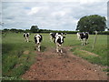 SJ4963 : Cheshire Cattle by David Quinn