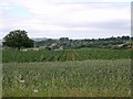 Wheat, potatoes & Ebrington