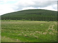 Rough grazing near Davington in Dumfries and Galloway