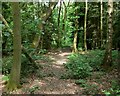 Path through Barkestone Wood