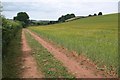 Footpath, Stogumber