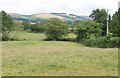 Corner of meadow, Sampford Brett