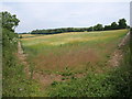 Field of barley near Snows Down