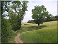 Tree in the field near Langton Lodge Farm