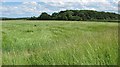 Barley, Fernyrig