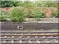 Disused platform at Trimley station