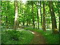 Hermitage Wood, Bridge of Allan