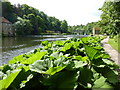 Riverside Walk by the Wear