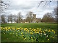 Daffodils near Christchurch