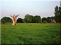 Sculptural old tree stump near Black Hales Farm