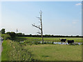 Pond with cows at Blue Slates Farm