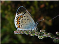 Silver Studded Blue, Sheet