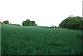 Wheat field near Brownings Farm