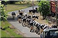 Heading for Milking