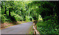 Entrance Road, Crawfordsburn Country Park