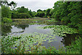 Lake in Riverside Garden Park