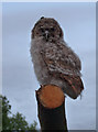 TM0734 : Juvenile owl at risk by Zorba the Geek