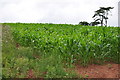 Mid Devon : Field of Crops