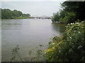 TQ2176 : River Thames at Barnes by Marathon