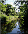 The Ashby Canal near Whitestone, Warwickshire