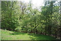 Woodland between Jackies Lane and Newick Hill