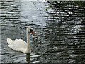 Swan on Fendrod Lake, Llansamlet, Swansea