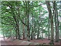 Beech woodland