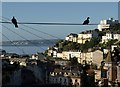 Pigeons above Torquay