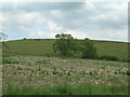 Rough farmland, Grimston Hill