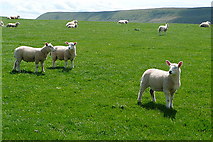 SO2637 : Lambs on Parc y Meirch by Graham Horn