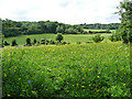 Fields near Downe (1)