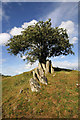 A rowan tree to the southwest of Kinninghall Hill