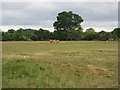 Cows near Linkend