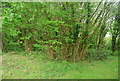 Coppiced trees, Newick Hill