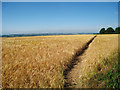 Golden Wheat Field