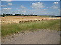 Wheat Field off Gate Lane