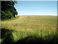 Wheat Field near Bodsham